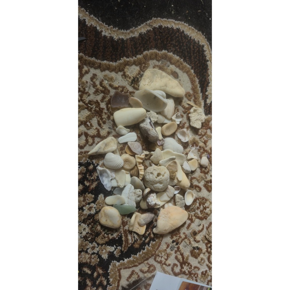 12 oz Mixed Seashells, Fossils & Rocks‎ – As Found Craft Decor Lot